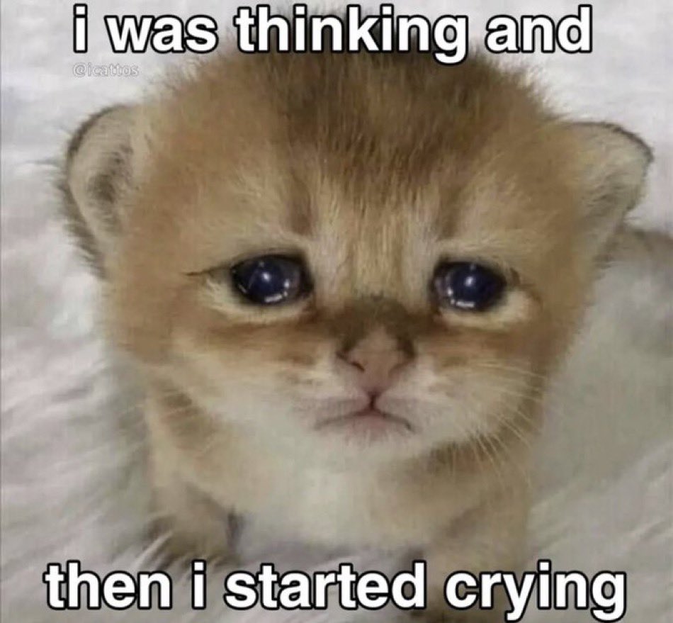 LiterallyMeCats (@literallymecats) on Twitter photo 