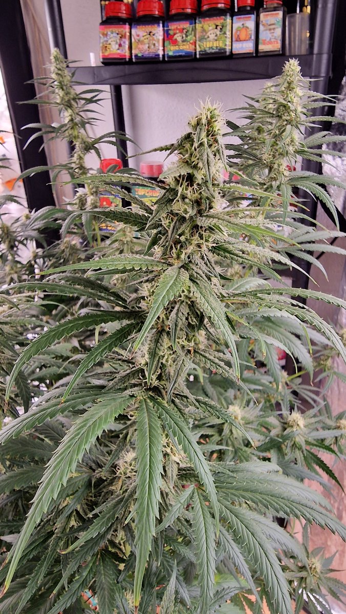 Deux420's tweet photo. Buddha Amnesia 
#BuddhaAmnesia #BuddhaSeeds https://t.co/msCABRhuWU