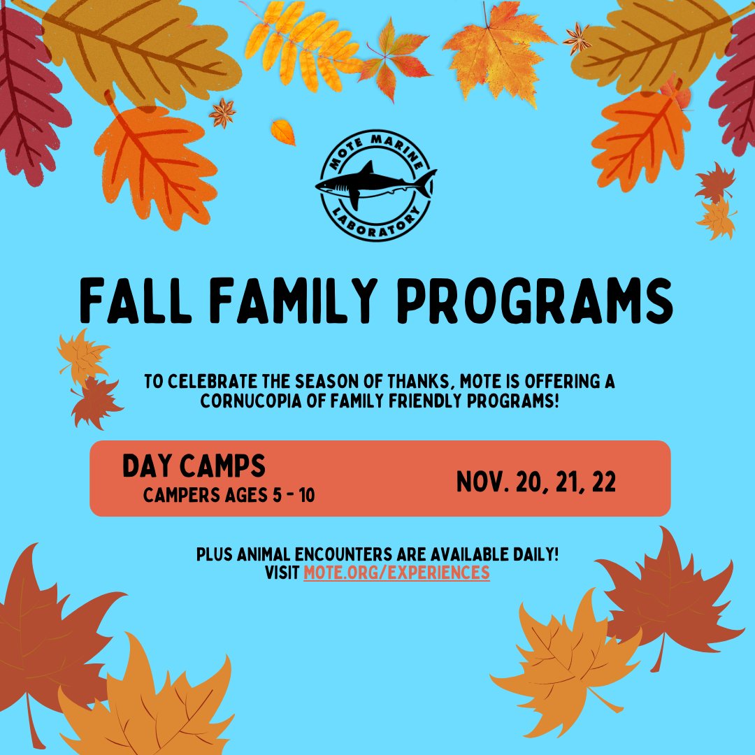 Join us for Mote #DayCamps during #ThanksgivingBreak! Each session combines our groundbreaking 🔬 w/ fun, hands-on, & inquiry-based activities 🔍

🍁 Nov. 20 - Goby Gobblers 🍁

🍁 Nov. 21 - Bounty of the Bay 🍁

🍁 Nov. 22 - Thankful Turtles 🍁 

🔗 ow.ly/o1h550Q82Gq