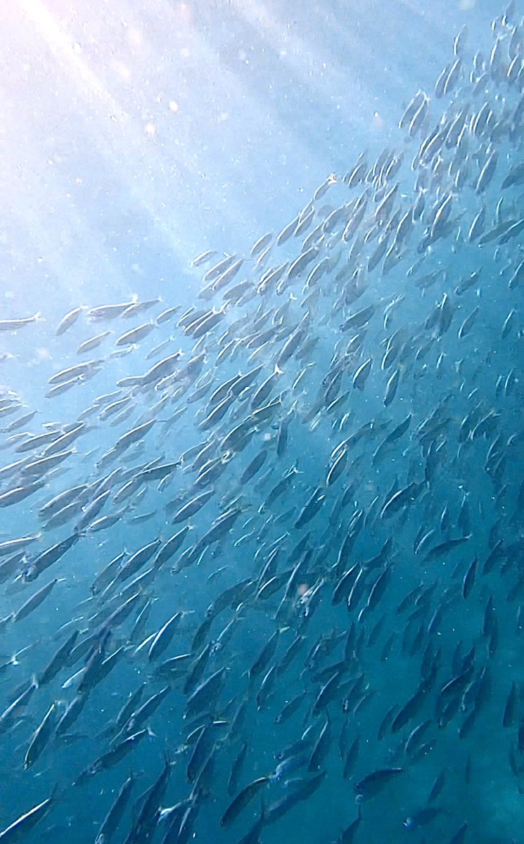 Took this image just off Sandy Bay #gibraltar today. Just goes to show that mass transit also happens at sea 😜#moving #nature @NautilusGib @visit_gibraltar