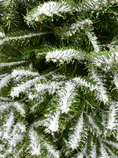MarketPlaceLtd's tweet photo. ✨ The festive season is almost here! Get ready to deck the halls because our beautiful Christmas trees will be available starting November 25th!🎄 https://t.co/OUaZQGrDu2