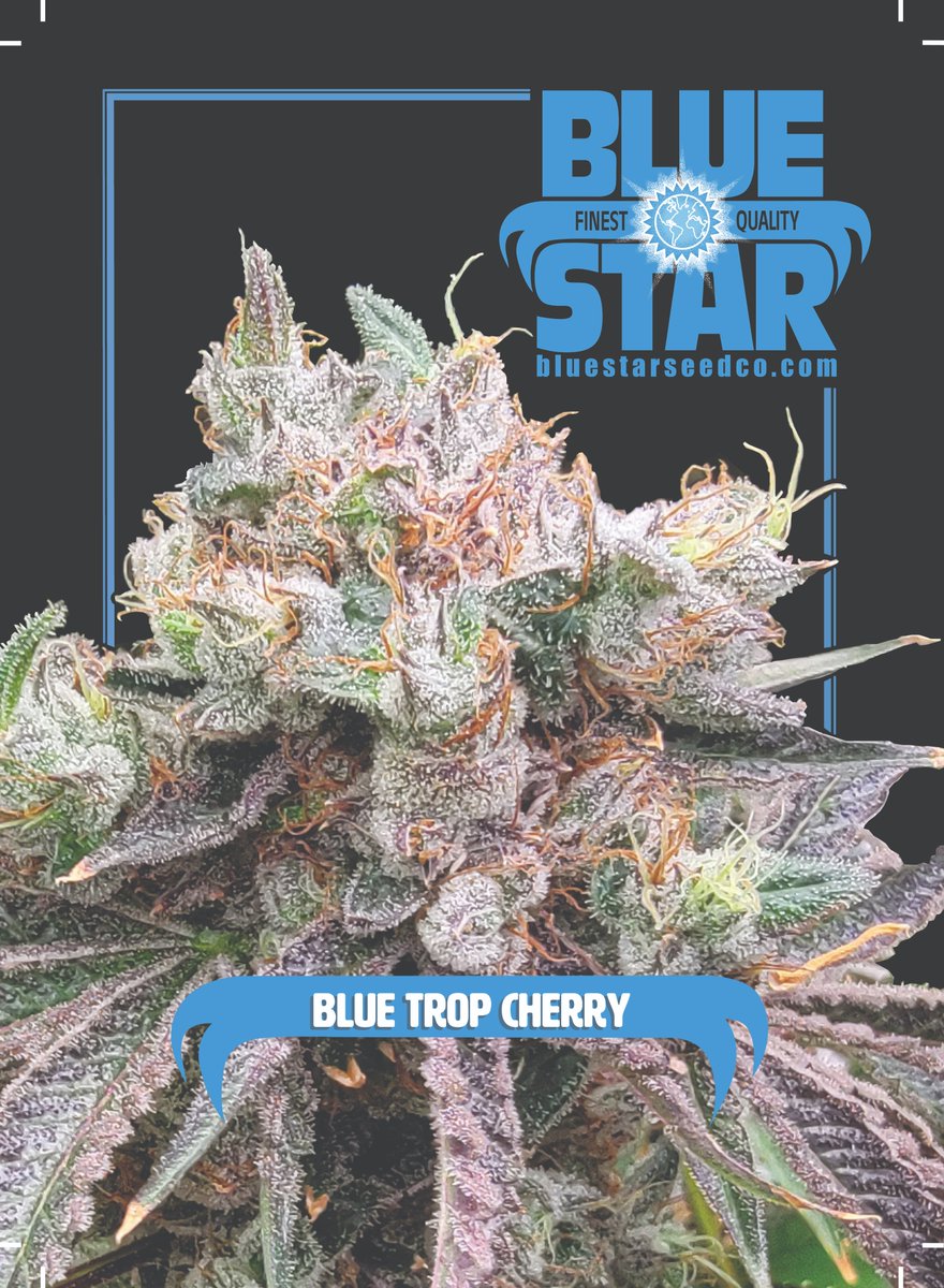 Get ready for a cosmic drop from Blue Star Seed Co! 🚀Two new feminized strains, Blue Star OG F1 and Blue Trop Cherry F1, are landing this Friday at 4:20pm Eastern! Sign up for our waitlist now: tinyurl.com/44prnh7z
#dcseedexchange #mmjseeds #cannabisseeds #cannabiscommunity