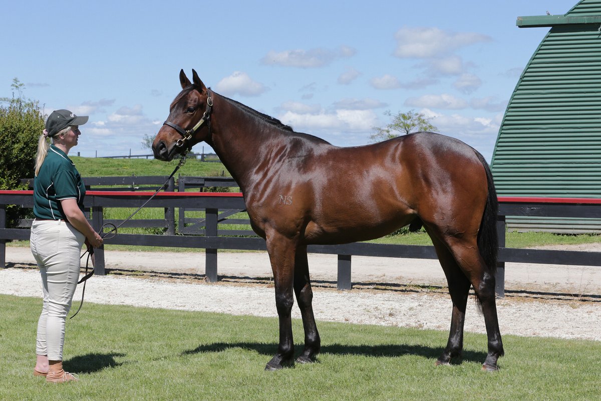 CurraghmoreNZ's tweet photo. #Lot201 @KarakaChat RTR
Almanzor x Quintessential B.G
By @CambridgeStud exciting sire out of a G1 winner whose 3 foals to race are all winners including the stakes placed Steely who is a 9x winner
#theprovensource
🎥 https://t.co/4WyAOlxFjj
🔗 https://t.co/YN4M2bShA6 https://t.co/1sp1rzQml2