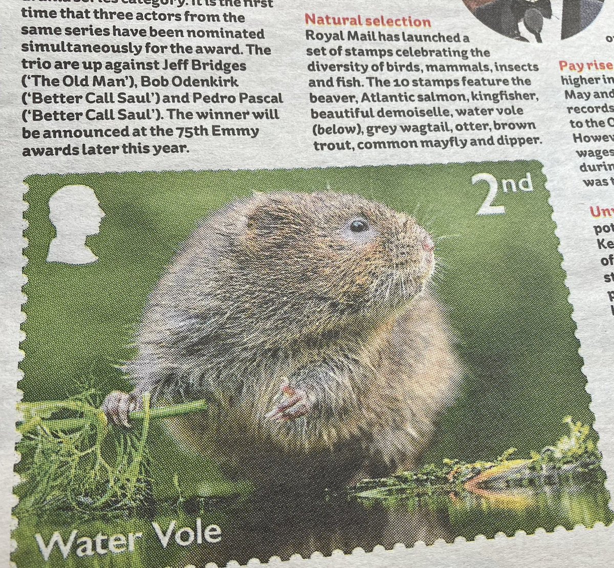Great meeting about how to restore water voles to our local rivers and habitats in London. 

Thanks to Sam Facey of ZSL’s Water Vole (WV) Recovery Project for presenting to us.

Looks like we might start looking out for mink (water vole predators) and good habitats for WVs.