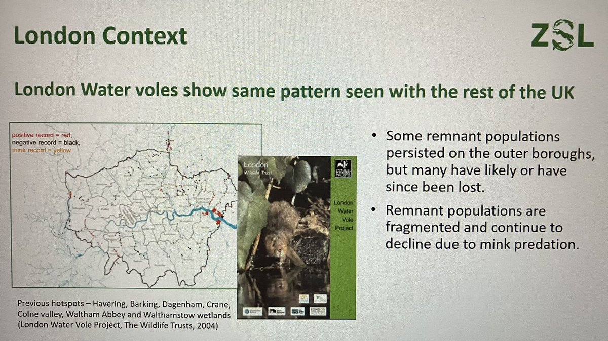 qwag's tweet photo. Great meeting about how to restore water voles to our local rivers and habitats in London. 

Thanks to Sam Facey of ZSL’s Water Vole (WV) Recovery Project for presenting to us.

Looks like we might start looking out for mink (water vole predators) and good habitats for WVs. https://t.co/4ih7BjRYOD