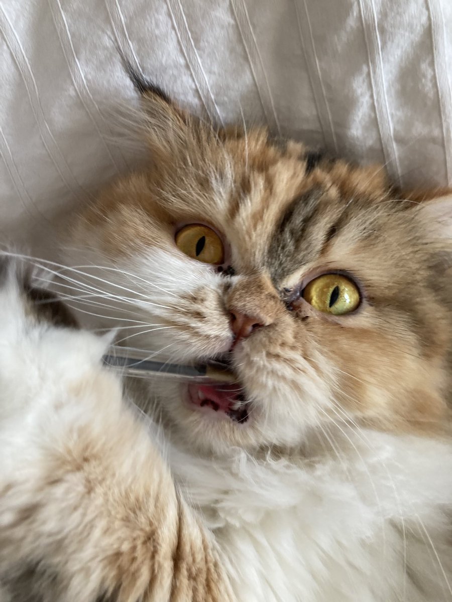 a l b a 🦦 (@albaagallegoo) on Twitter photo 