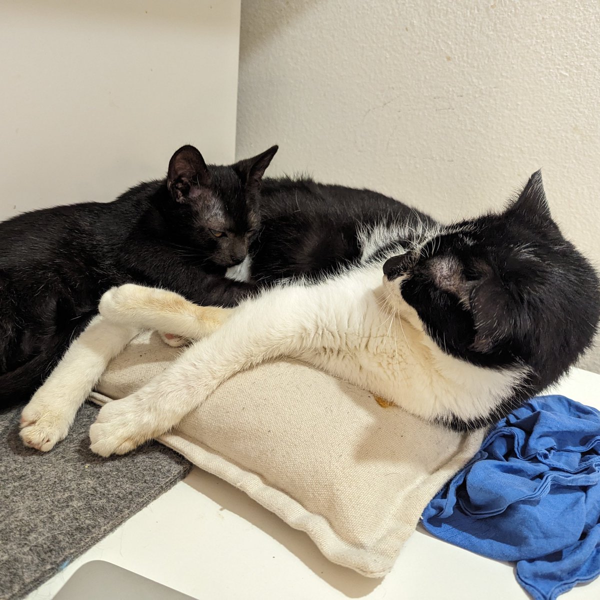 izzy_vetstudent's tweet photo. Could not tell you how much my uni experience has been enhanced and made more difficult by having cats https://t.co/gGF5spd7Ro