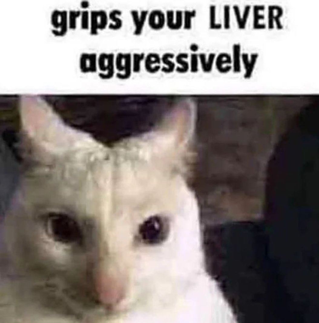 Memes to Show Your Cat (@showyourcat) on Twitter photo 