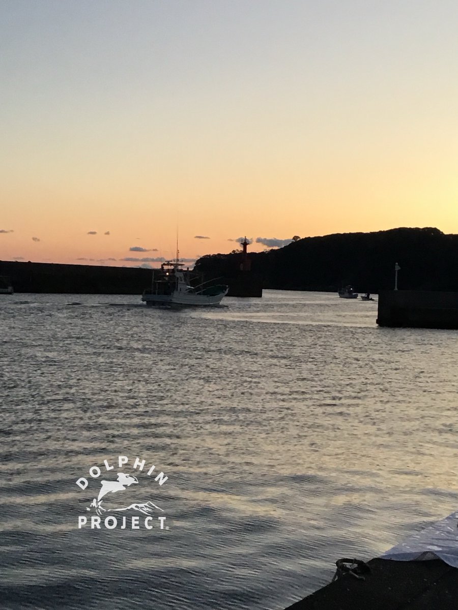 Dolphin Project tweet media