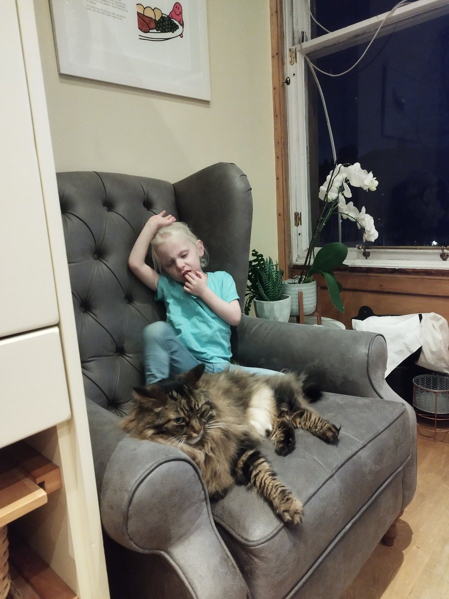 Hanu the Cat tweet media