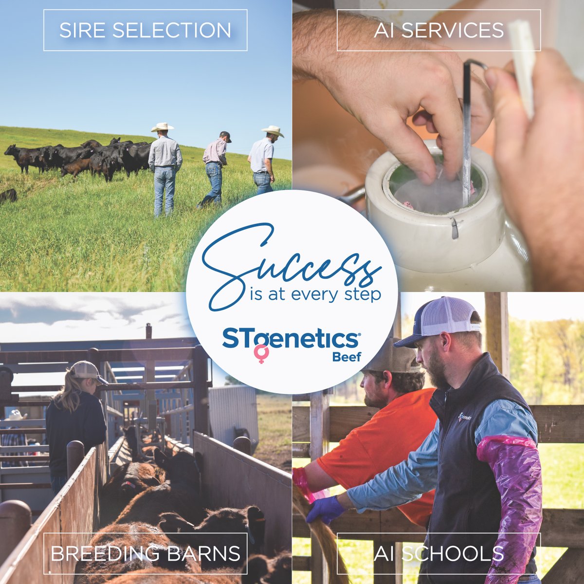 STgeneticsBeef's tweet photo. At STgenetics® Beef, we understand that achieving success within your breeding program is a marathon not a sprint, which is why our team is dedicated to assisting your needs every step of the way. From sire selection to standing in the pasture when your calves hit the ground, we https://t.co/oMIq6AjY9t