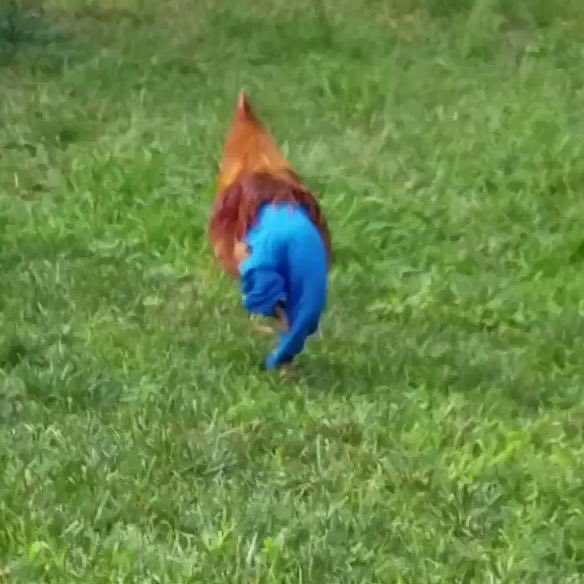 roachisms's tweet image. 