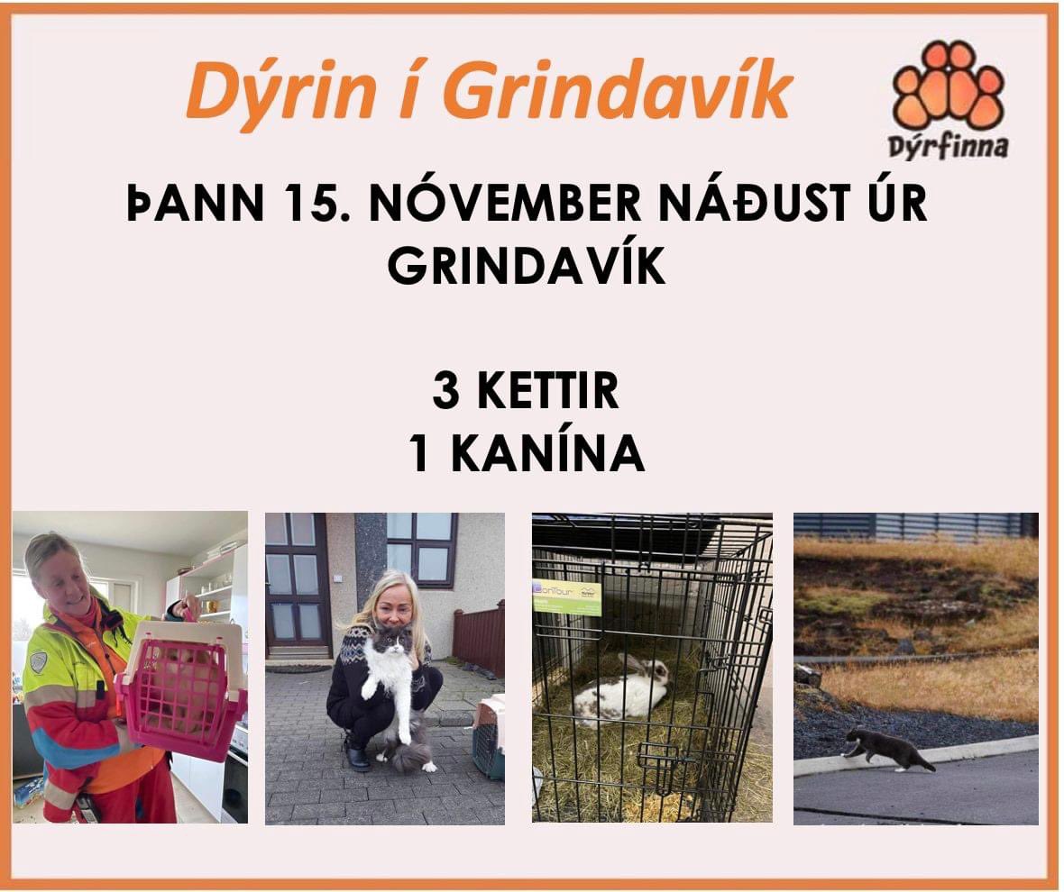 Uppfærsla af dýrunum í Grindavík: 
í dag þann 15. nóvember náðust út úr Grindavík þrjár kisur ásamt kanínunni Rósulind.

Við þökkum öllum sem koma að björgun dýranna kærlega fyrir að taka þátt í þessari björgun með okkur og eigendum fyrir að treysta okkur fyrir þessu verkefni.