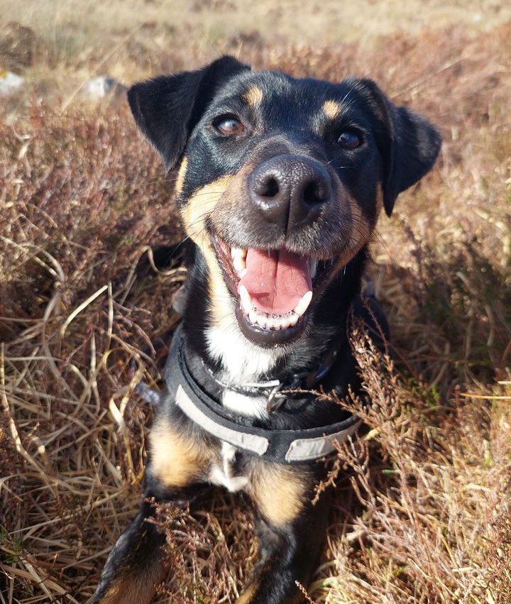 💖Dog Of The Week POLLY💖

Owen says -

'Put in the time to build a trusting relationship with Polly, she'll repay you 100 times with the joy you get from spending time with her!

It would be the best Christmas present ever to see Polly in a home. She's a wonderful dog'

#Galway