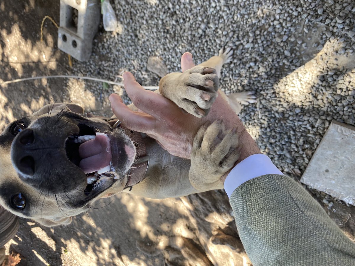 cdkfryslan's tweet image. Nije freon makke op #Statia by wurkbesite. Hûn siet tusken ôffal.....mar is no leafdefol adoptearre troch meiwurkers fan bedriuw! 👍