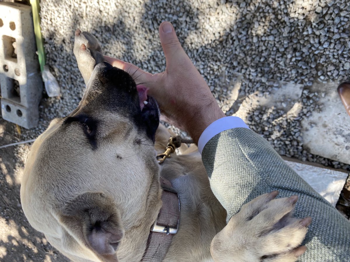 cdkfryslan's tweet image. Nije freon makke op #Statia by wurkbesite. Hûn siet tusken ôffal.....mar is no leafdefol adoptearre troch meiwurkers fan bedriuw! 👍