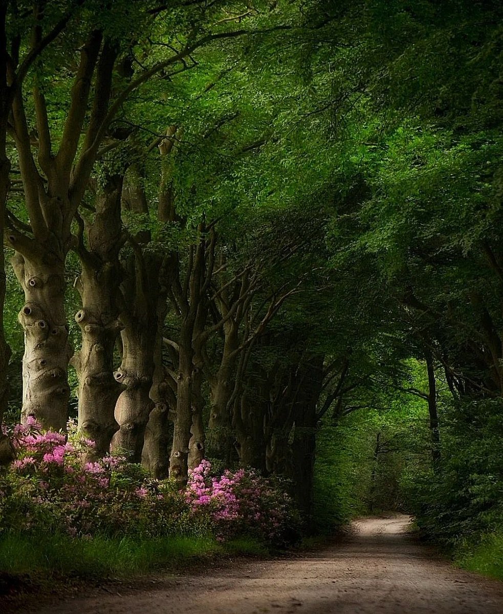 Good afternoon my friends 🌱🍃