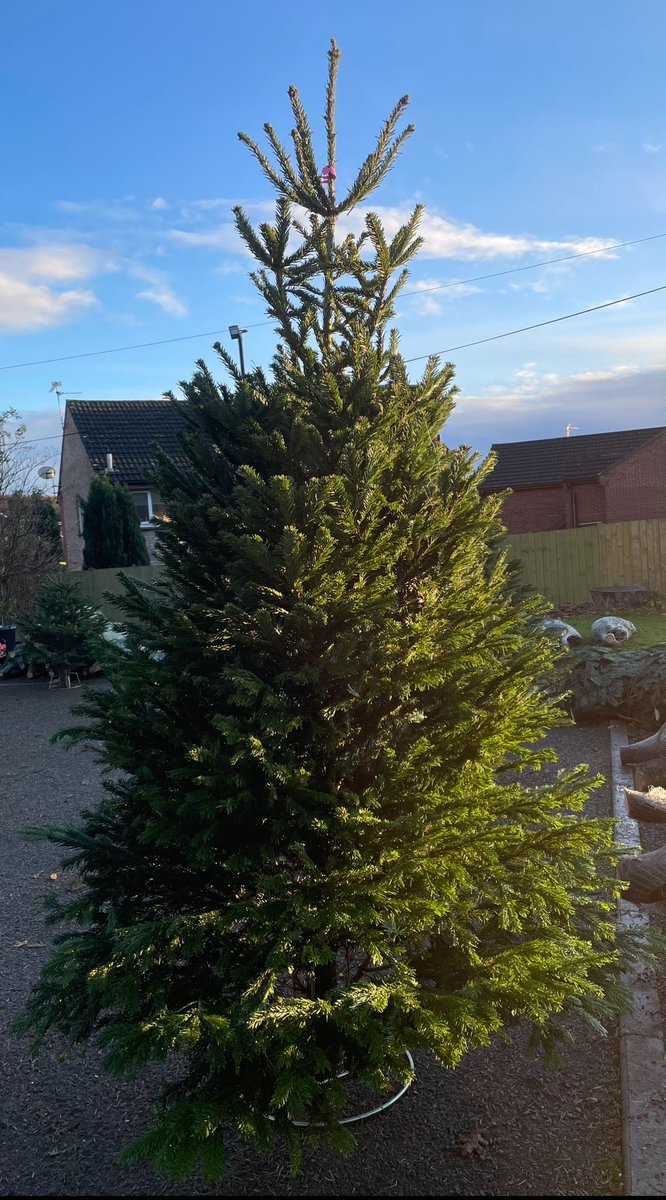 A-G Christmas Trees tweet media