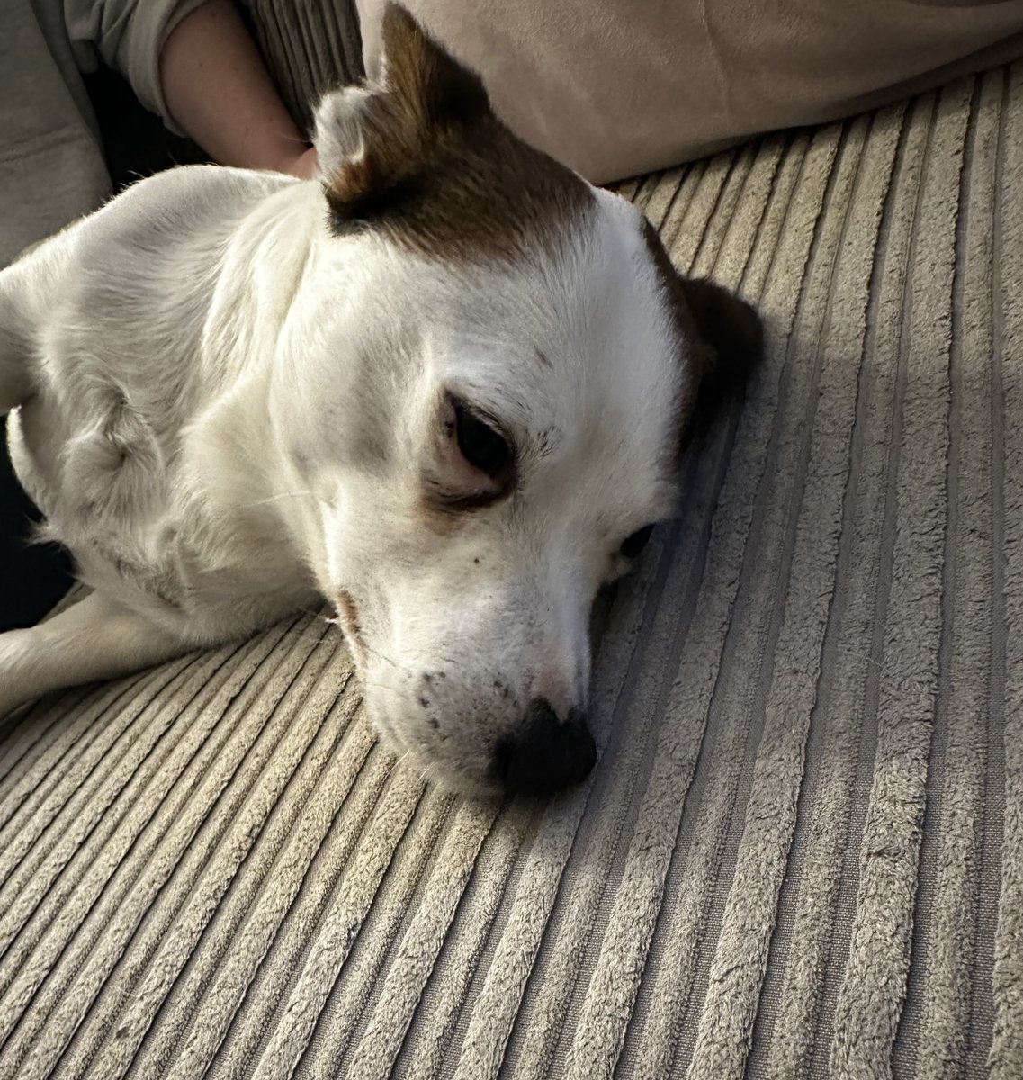 AdoptionsUk's tweet photo. Please retweet to HELP FIND THE OWNER OF THIS STRAY DOG FOUND #WESTDRAYTON #HILLINGDON #LONDON  
Male Jack Russell Terrier, no chip, found 8 November. Now in a council pound, he could be missing or stolen from another region. Please share widely. 
DETAILS👇
https://t.co/gvko0pjw8t
Not for adoption, proof of ownership required. 
#dogs #pets #Missing #LostDog #AdoptDontShop #Rescuedog
@MissingPetsGB