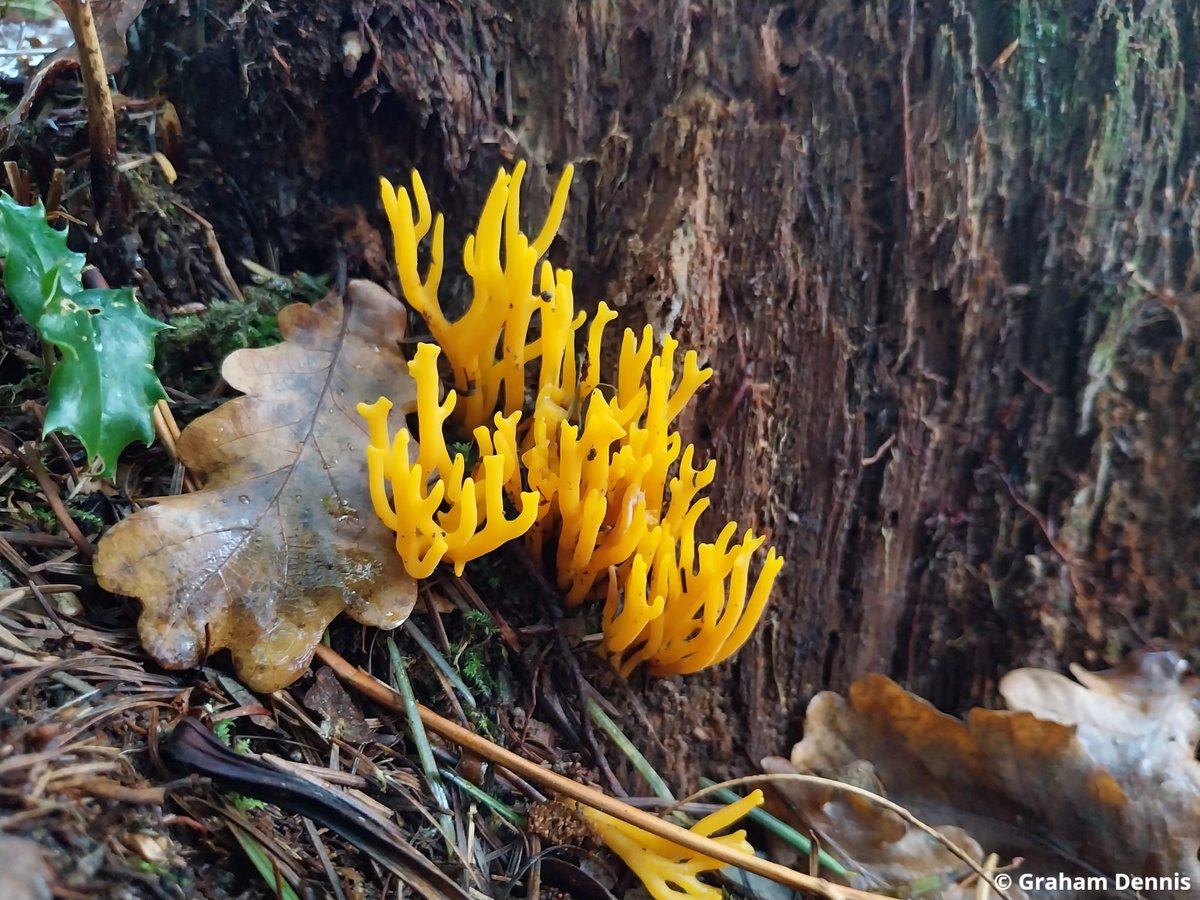 Hampshire & Isle of Wight Wildlife Trust tweet media