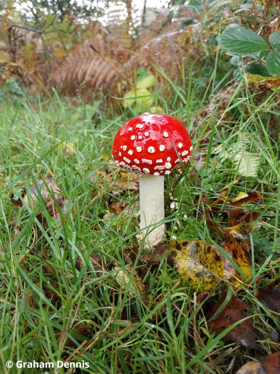 Discover the vibrant colours and unique shapes of the world of fungi! 🍄 We found this variety of fungi was on our reserves; yellow stagshorn, amethyst deceiver, bonnets, and fly agaric! Fungi love the damp and dark autumn conditions and now is the perfect time to see them. 🔎