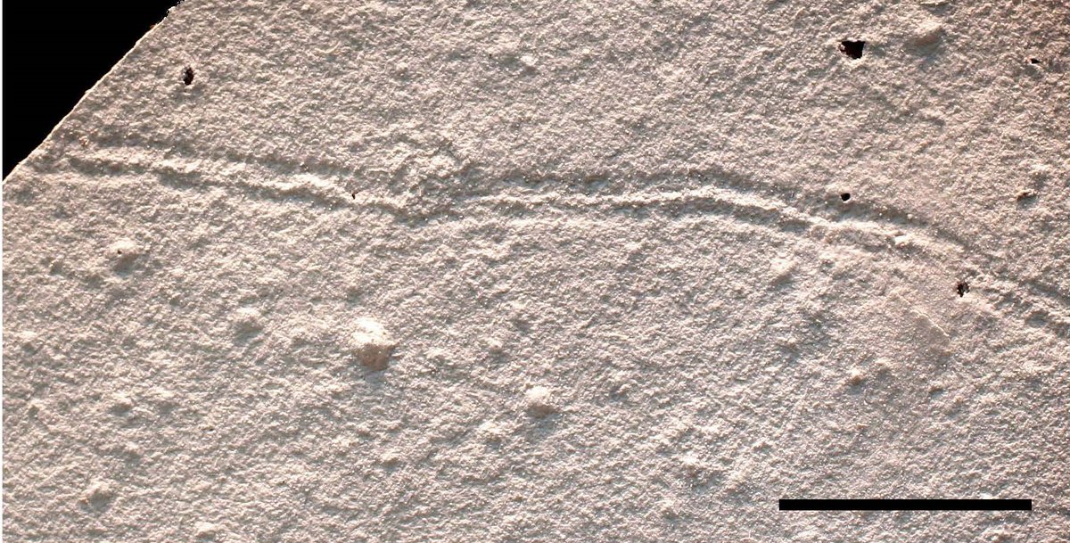 University of Alberta Museums (@ualbertamuseums) on Twitter photo #DYK: The Trace Fossil Collection in <a href="/UofA_EAS/">UofA EAS Department</a> includes specimens such as burrows, footprints, trackways, and feeding traces? 👣
Find out more about this #UAlbertaMuseums collection! bit.ly/2IrOjk7 #UAlberta #DYK: The Trace Fossil Collection in <a href="/UofA_EAS/">UofA EAS Department</a> includes specimens such as burrows, footprints, trackways, and feeding traces? 👣
Find out more about this #UAlbertaMuseums collection! bit.ly/2IrOjk7 #UAlberta