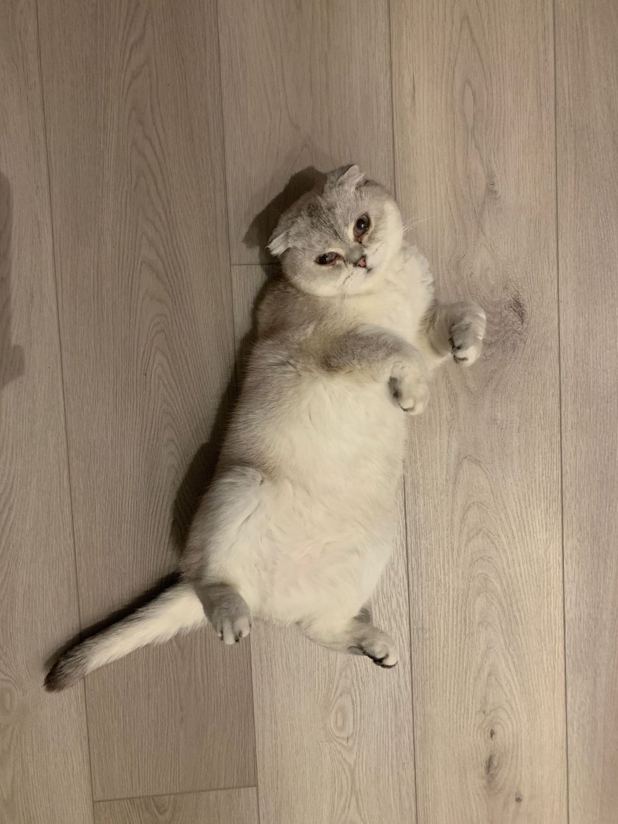 ca_movely's tweet photo. Just Luna doing her daily yoga stretches, and honestly, I've never seen a cuter feline fitness routine.
#Luna #CuteCat https://t.co/m2wdtIuShc