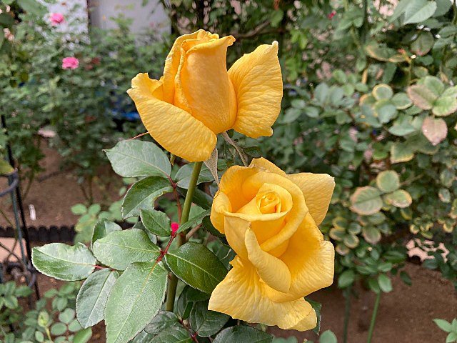 hako_0110's tweet photo. 今日のバラと頂花切りの効果～ローズポンパドゥール、ベラドンナ、香純、カマクラ、シャリマー
⇒ https://t.co/v3KkhTJJC6 #アメブロ @ameba_officialより https://t.co/MUZ9J9My7J