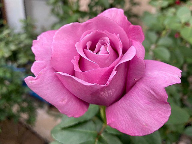 hako_0110's tweet photo. 今日のバラと頂花切りの効果～ローズポンパドゥール、ベラドンナ、香純、カマクラ、シャリマー
⇒ https://t.co/v3KkhTJJC6 #アメブロ @ameba_officialより https://t.co/MUZ9J9My7J