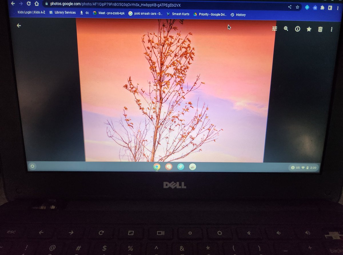 Our 5-2 photographers took pictures and edited them today. It was such an incredible day! Thank you, Ms. Dee, from <a href="/focusonnatureca/">Focus on Nature</a>, for guiding us through the process. 
<a href="/DesmondHDSB/">Viola Desmond Public School</a>

#nature
#focus
#inquiry
#photograghy