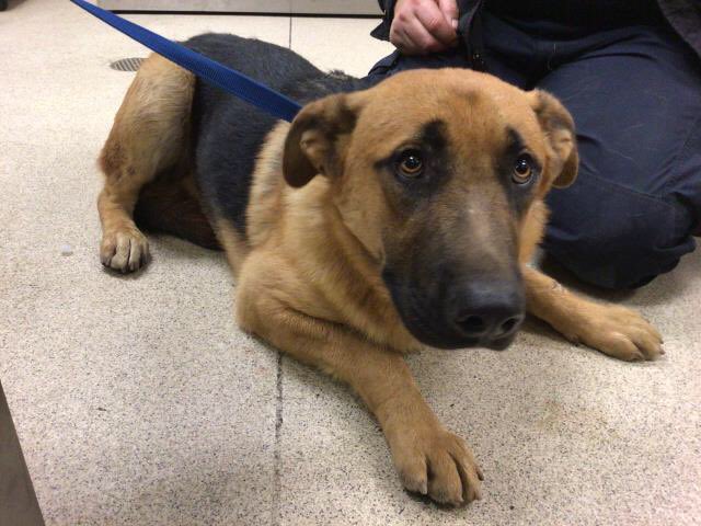 Iza_2021's tweet photo. 🆘IMMINENT EUTHANASIA🆘

THIS IS WHAT HEARTBREAK AND ABANDONMENT LOOK LIKE ! ITS CONFUSION & SHIT DOWN WONDERING WHAT HE DID WRONG 😭❤️‍🩹❤️‍🩹

HIS FACE SAYS IT ALL ! HE KNOWS THIS IS NOT A GOOD PLACE & HE KNOWS HIS LIFE IS IN DANGER ! HE LOOKS SO WORRIED & HE SHOULD BE ! HES EUTH LISTED FOR STRESS WHAT DOG WOULD NOT BE STRESSED THERE ! 

Rex #A1766743 #GermanShepherd 
1 year, 1 month old 
https://t.co/3xXtvt8udD

Riverside County Animal Shelter 
☎️(951) 358-7387 
6851 Van Buren Boulevard
Jurupa Valley, CA 92509