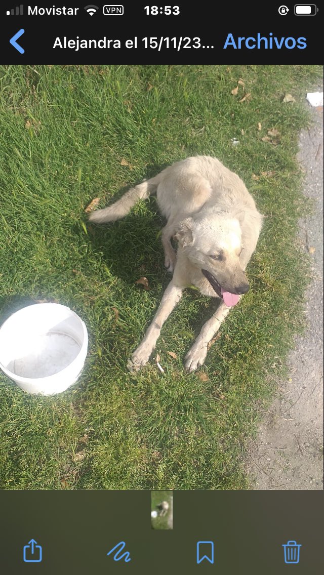 097 614 972
Está en la calle parece perdido /a
Por favor difundir ya 
<a href="/INBA_uy/">Instituto Nacional de Bienestar Animal</a> <a href="/CristinaLangon1/">Cristina Sofia Langon🐾 🇺🇾🇺🇦</a>