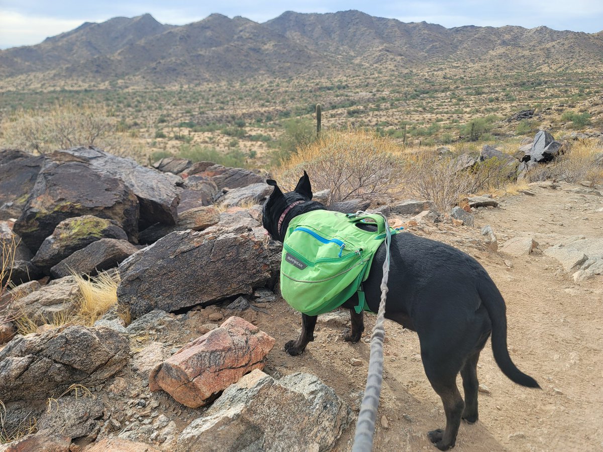 ShadowThePibble's tweet image. Views lead to derp