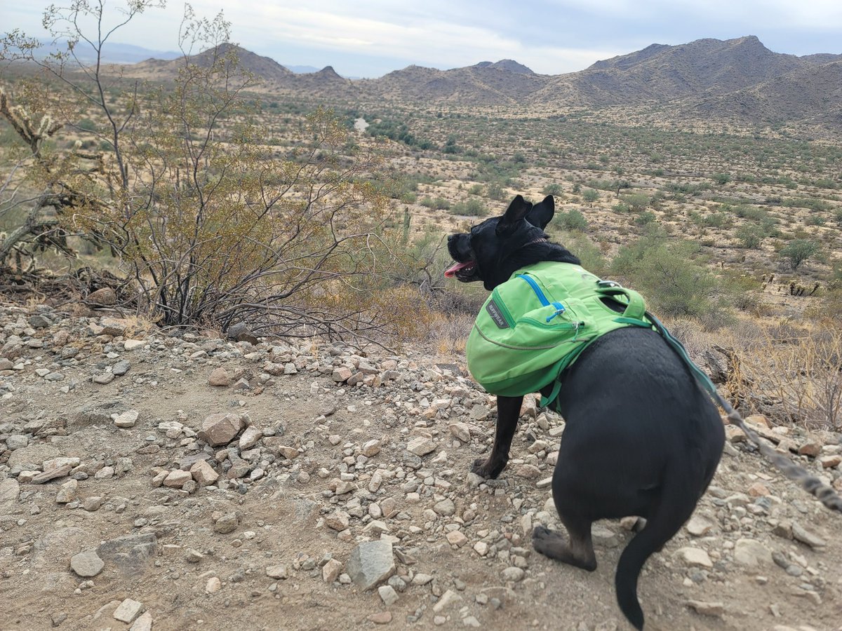 ShadowThePibble's tweet image. Views lead to derp