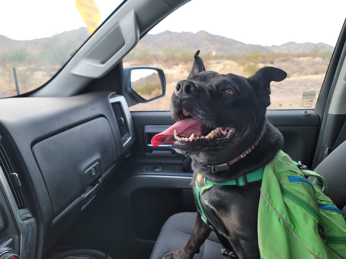 ShadowThePibble's tweet image. Views lead to derp