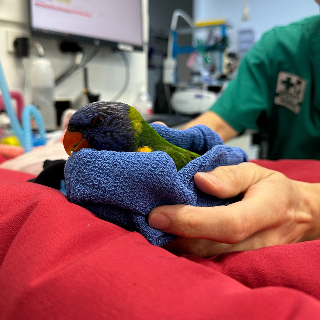 Currumbin Wildlife Hospital tweet media