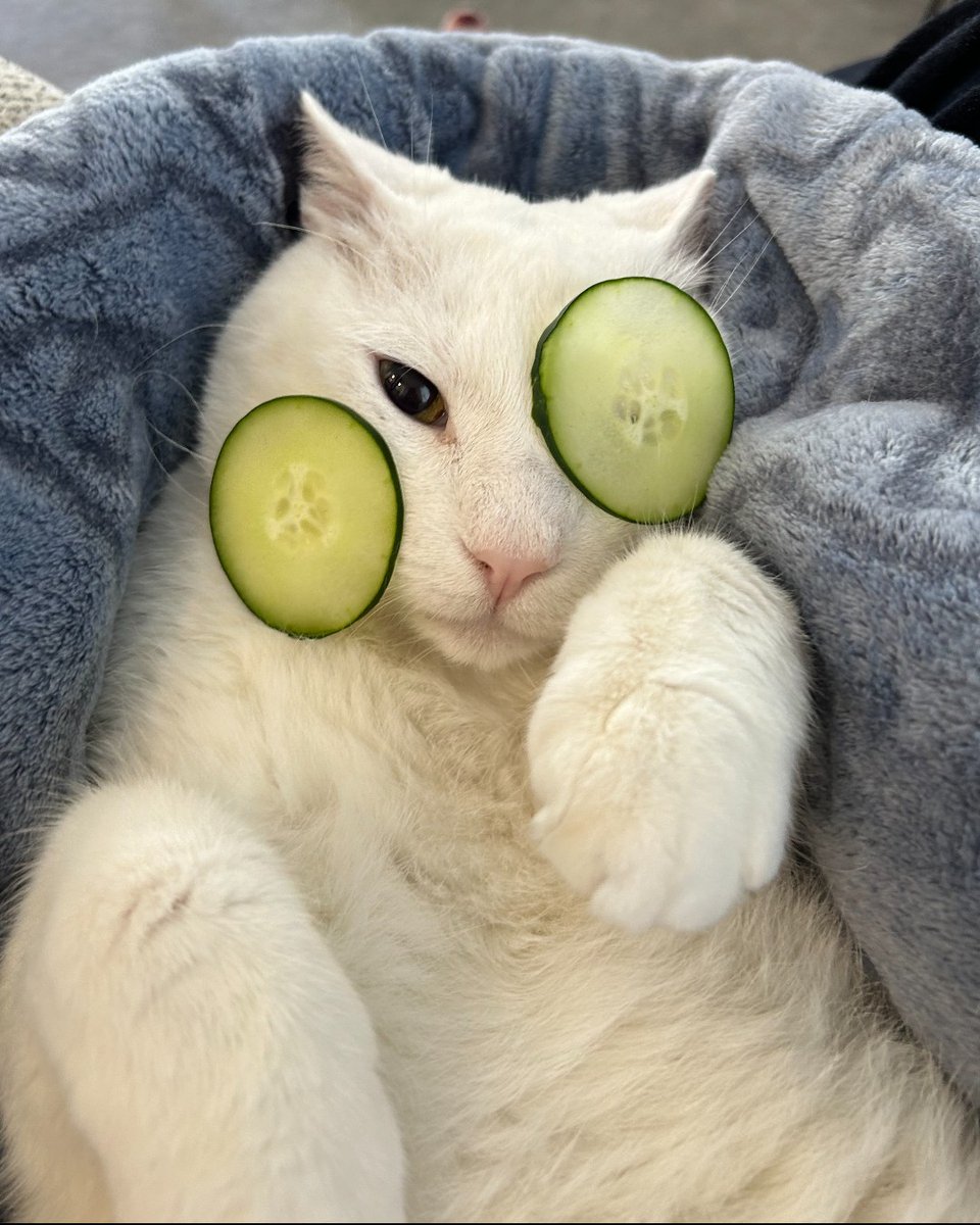 You might wonder, "What's life like for cats while they're being fostered at Karma Cat?". Well, they're clearly spoiled!