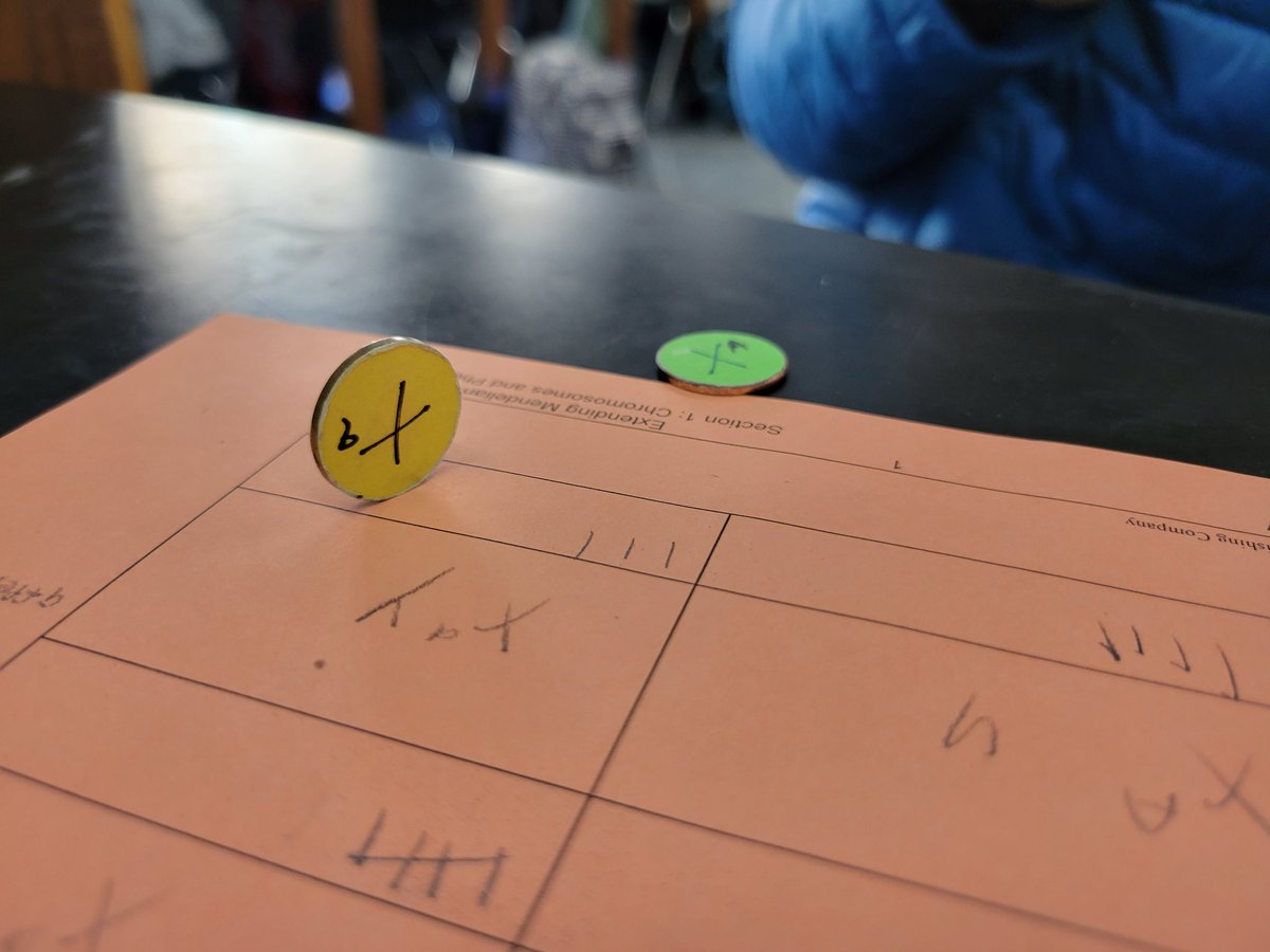 marcymcscience's tweet photo. Today, in FOS 2, we did a lab modeling the probable outcomes of various genetic crosses. What do you suppose the odds are of this particular outcome? https://t.co/MrftlWekrE