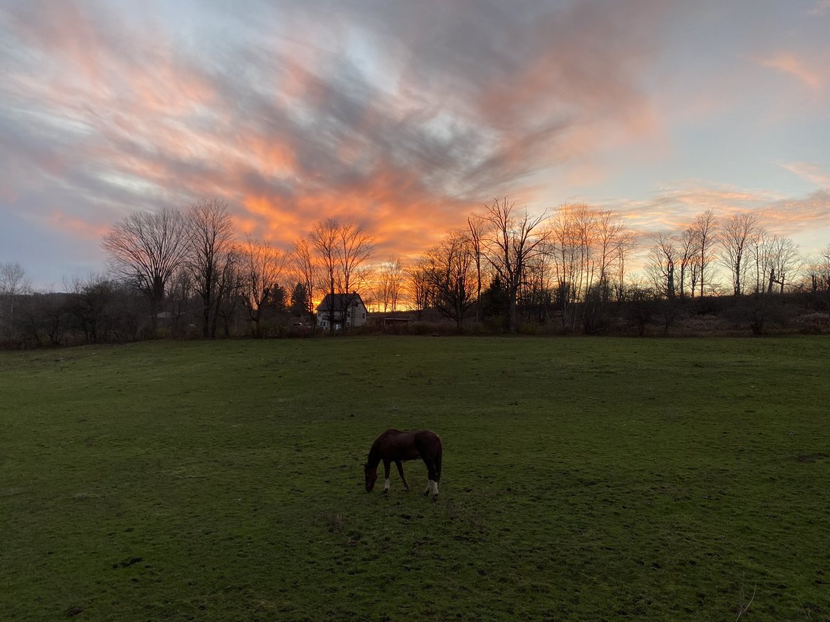 nysmesonet's tweet image. Beautiful sunset from the Cincinnatus in Cortland County!

The horse and cows stopped by to say hi and pose for the photos

#nysmesonet