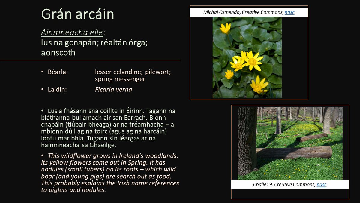 Grán arcáin / Pilewort