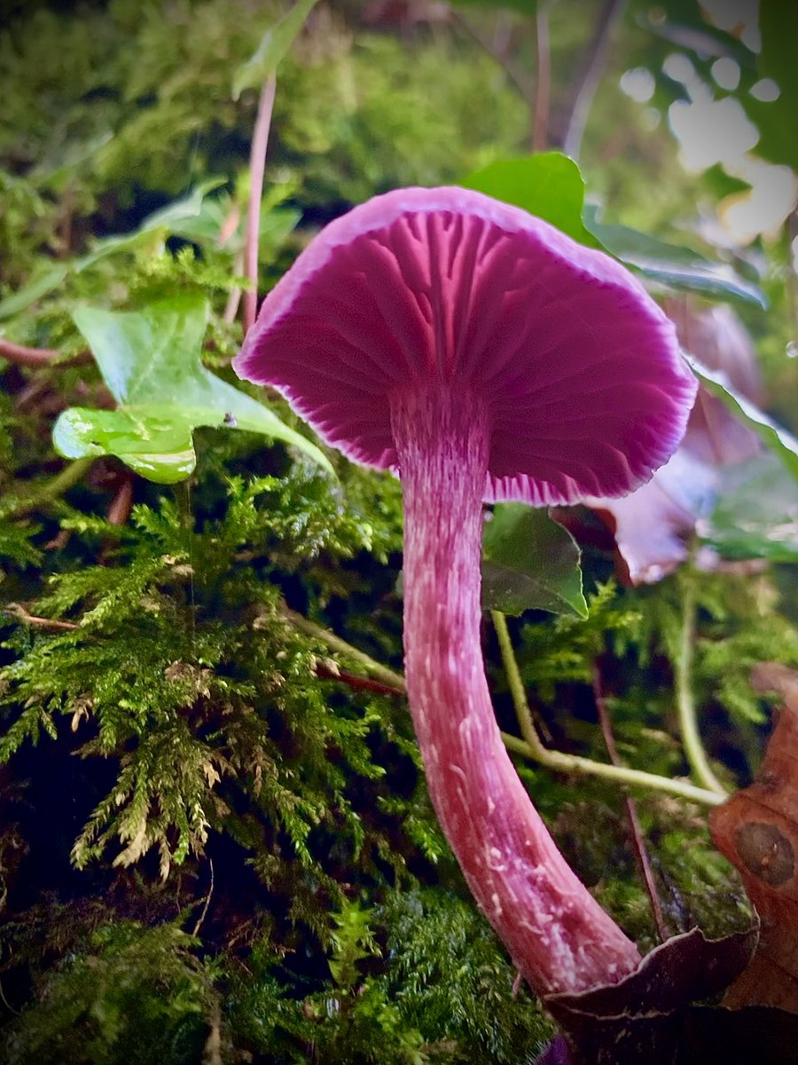Peter_O_Toole's tweet photo. It’s been a strange #mushroom season…almost definitely due to the copious amount of rain we’ve had. But you can still find a few gems in our little #irishatlanticrainforest 
@IrishRainforest #Clare #Ireland https://t.co/zI1uGQvb3t