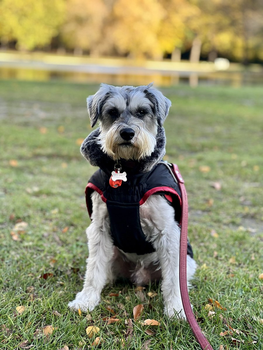 Arthur Schnauzer tweet media