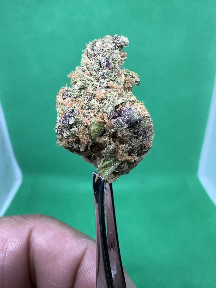 ehonda500mob's tweet photo. Purple Obeah
[Cherry Pie x Tangie]
@EvermoreCanna 

THCa: 18.11%
Terps: 1.54%

Dominant Terps:
Myrcene: 0.71%
Caryophyllene: 0.27%

Flavor Profile:
OG’s &amp; Gas

Trust me when I tell you, this smokes like a high testing flower🔥
The aroma, the taste, the looks. 🔥🔥🔥 https://t.co/W7OMV9gqI8