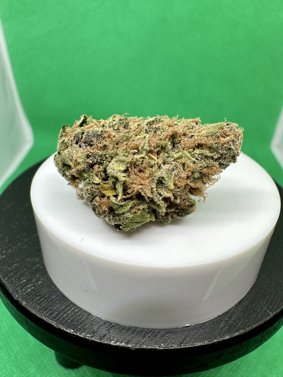 ehonda500mob's tweet photo. Purple Obeah
[Cherry Pie x Tangie]
@EvermoreCanna 

THCa: 18.11%
Terps: 1.54%

Dominant Terps:
Myrcene: 0.71%
Caryophyllene: 0.27%

Flavor Profile:
OG’s &amp; Gas

Trust me when I tell you, this smokes like a high testing flower🔥
The aroma, the taste, the looks. 🔥🔥🔥 https://t.co/W7OMV9gqI8
