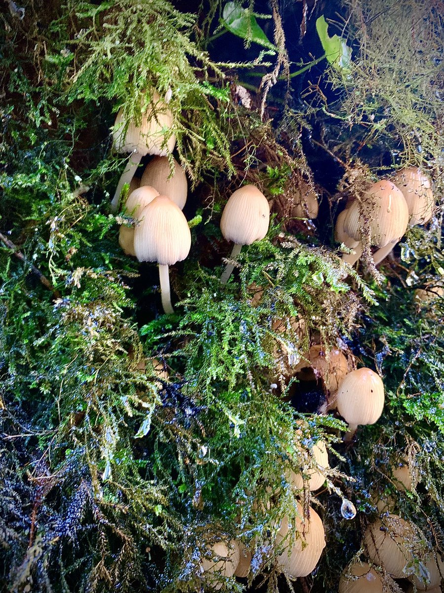 Peter_O_Toole's tweet photo. We have a few ‘#Epiphytes ‘…mostly growing through the #mosses at the base of the trees.
#irishatlanticrainforest #Clare #Ireland
@IrishRainforest https://t.co/oIdcZSmr1C