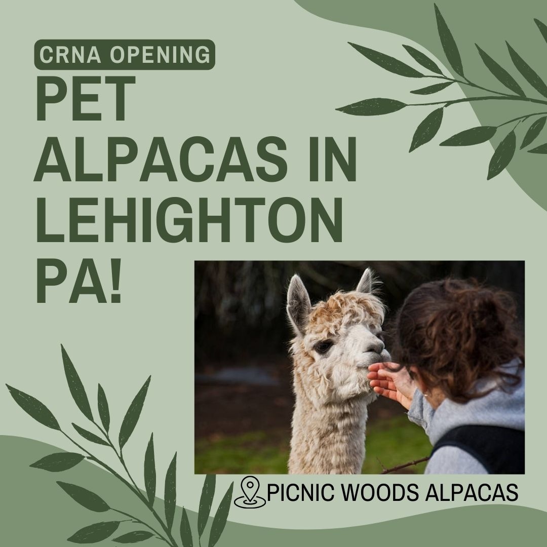RadarHealth's tweet image. Pet alpacas in Lehighton, PA with this CRNA opening! This position offers a care team model in a small hospital setting, no call or weekends, 40 hours guaranteed, and lucrative pay. Contact Jermaine Swift for more details! #crna #anesthesia #anesthesiologist #healthcare