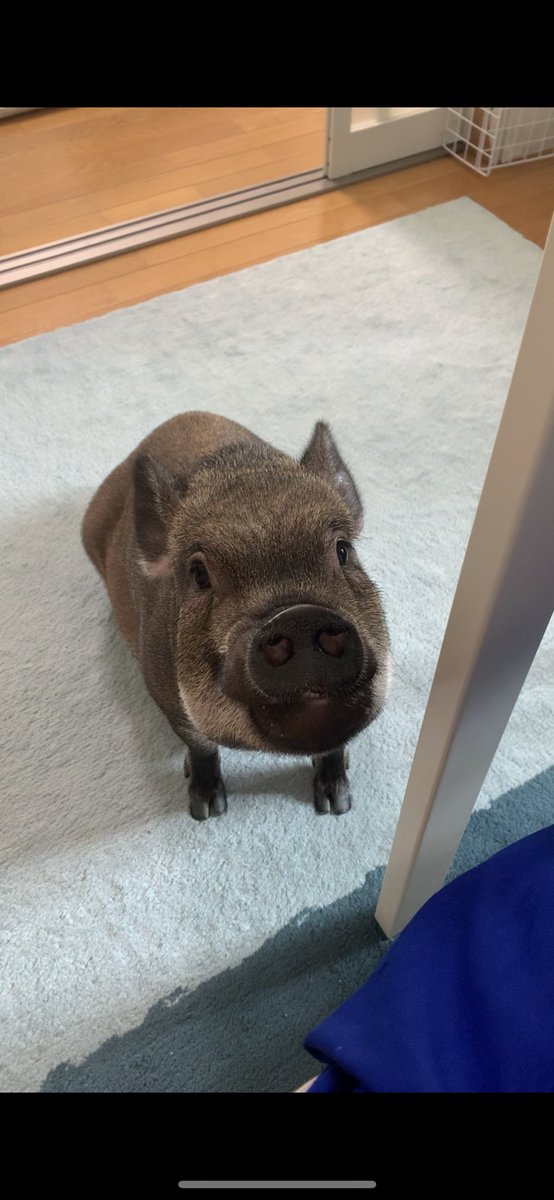 【そろそろご飯の時間ですね⏰】

8時からですよ〜🐷

おはよう御座います☀️

#mipig
#マイクロブタ