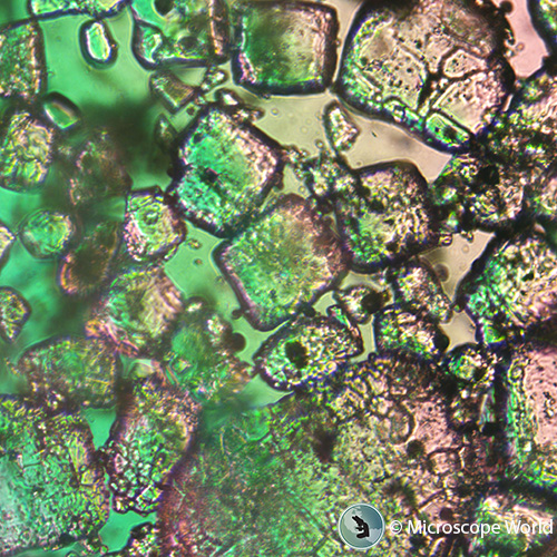 MicroscopeWorld tweet picture