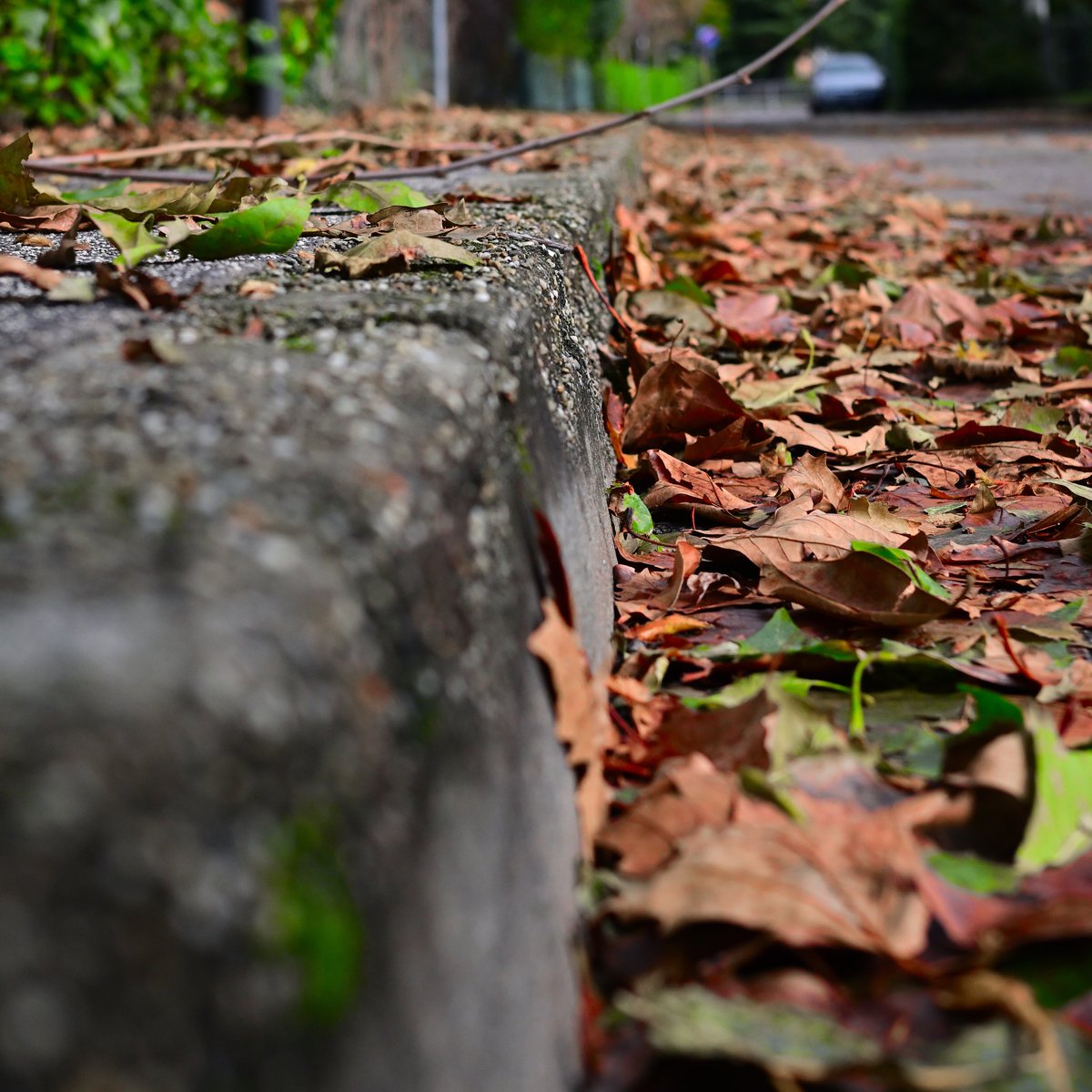 fabio_sona's tweet photo. Fall, street POV #streetphotography #lowangleview #Tree #Outdoors #Plant #Nature #SelectiveFocus #Autumn #Leaf #Soil #CloseUp #fall #street #scenicnature #Nikonz30 #40mm #snap_street #snap_nature #snap_community #prime_40 #verotography #vero https://t.co/zn2qHJdgSF
