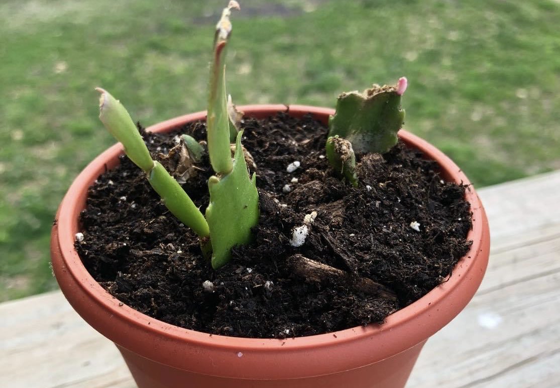 Monah0214's tweet photo. 去年の7月中旬にクリスマスカクタス(結構、傷ついていました)を小さな植木鉢に植えて育て始めました🪴
#PictureJournal
#Christmascactus
#クリスマスカクタス https://t.co/3x8w8SnjJz
